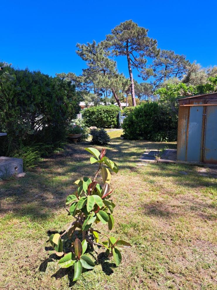 Mini Villa Jardin 50 M Plage Borgo  Exterior photo
